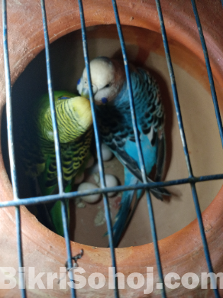 বাজিগার পাখি বিক্রি করা হবে